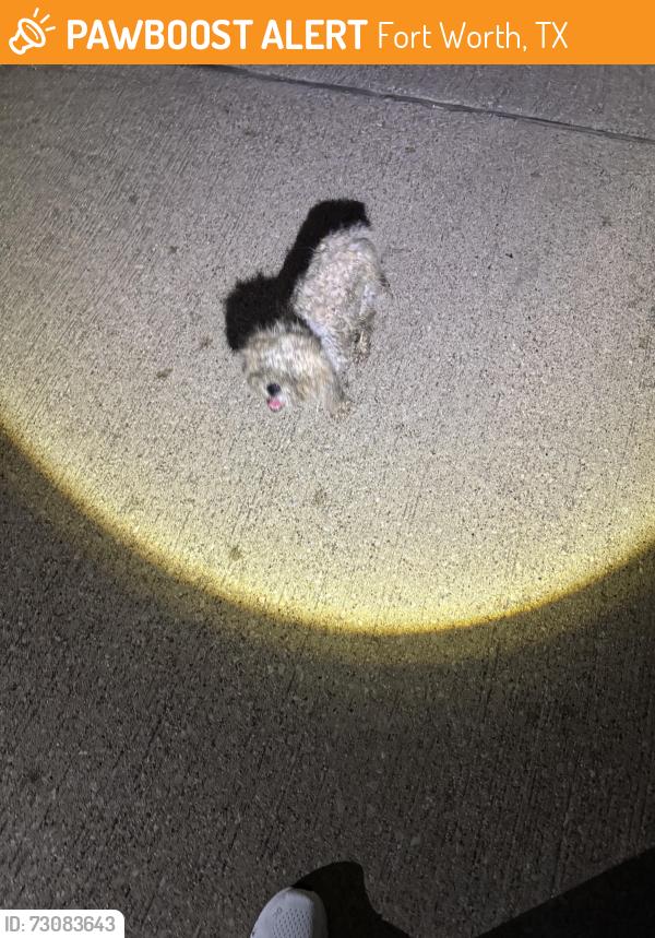 Found/Stray Unknown Dog last seen Fossil Park Drive at Permian Lane at Kristi Jean Burbach Park, Fort Worth, TX 76137