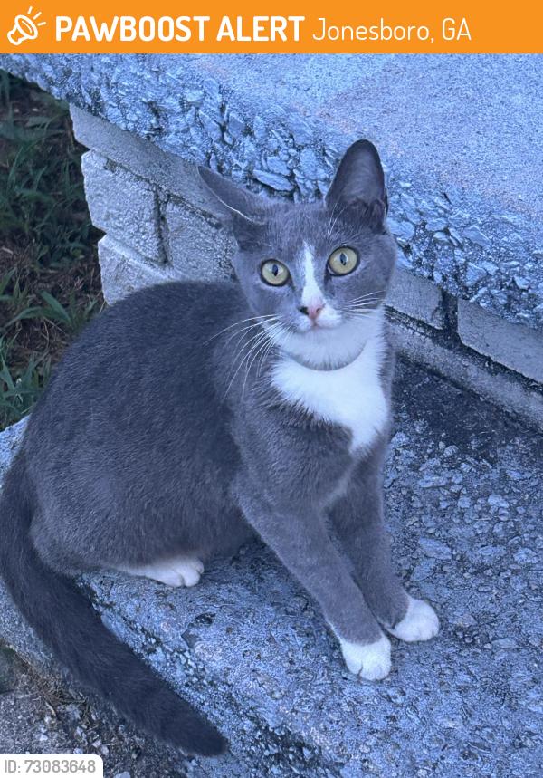 Found/Stray Unknown Cat last seen My porch., Jonesboro, GA 30236