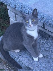 Found/Stray Unknown Cat last seen My porch., Jonesboro, GA 30236