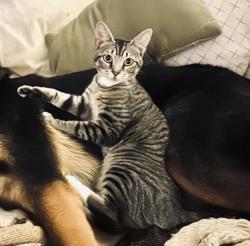 Lost Female Cat last seen Lockwoodridge rd, Gulf Gate Estates, FL 34231