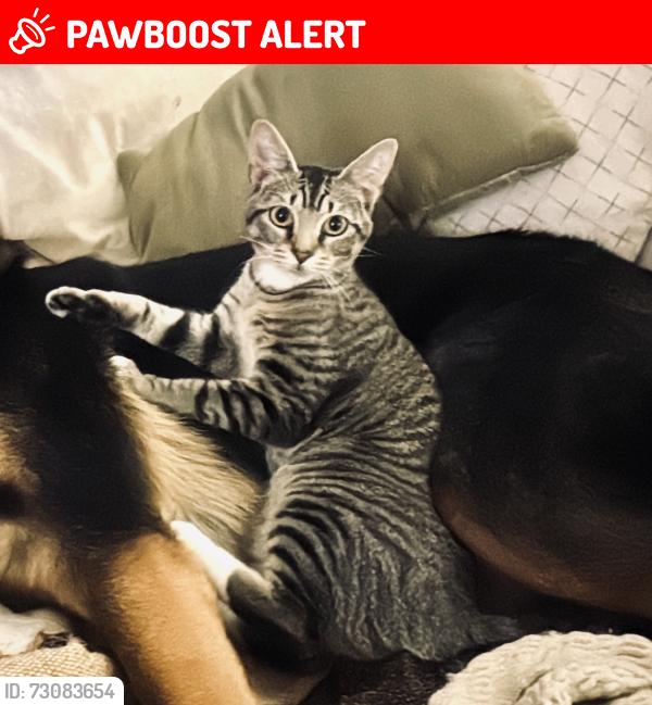 Lost Female Cat last seen Lockwoodridge rd, Gulf Gate Estates, FL 34231