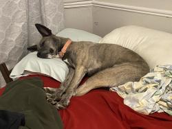 Reunited Female Dog last seen Kentucky ave and rybolt, Indianapolis, IN 46221