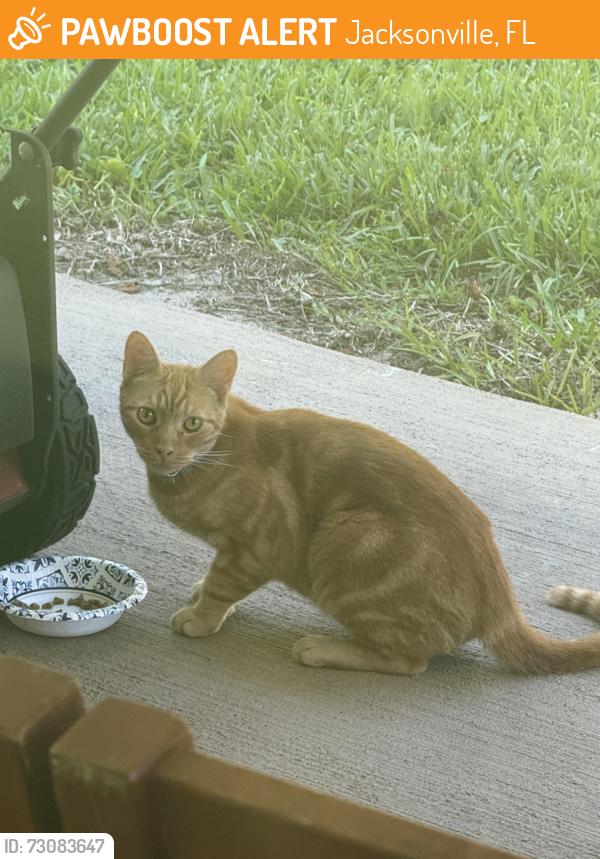 Found/Stray Unknown Cat last seen Soaring Flight Way, Jacksonville, FL 32225