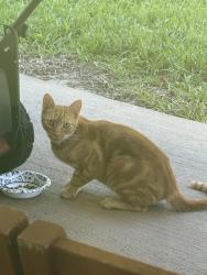 Found/Stray Unknown Cat last seen Soaring Flight Way, Jacksonville, FL 32225