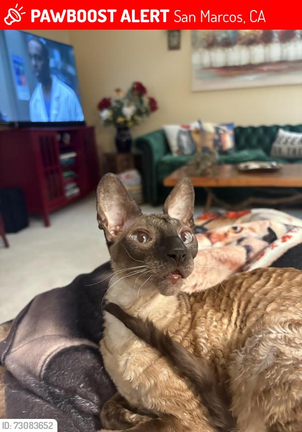 Lost Male Cat last seen Rancho Santa Fe, San Marcos, CA 92078