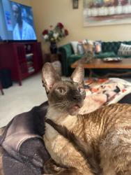 Lost Male Cat last seen Rancho Santa Fe, San Marcos, CA 92078