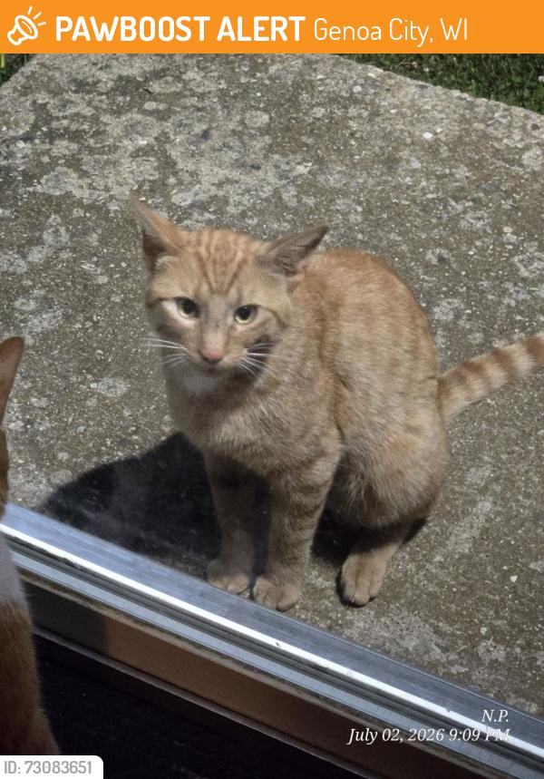 Found/Stray Unknown Cat last seen Partridge Parkway, Genoa City, WI 53128