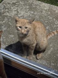 Found/Stray Unknown Cat last seen Partridge Parkway, Genoa City, WI 53128