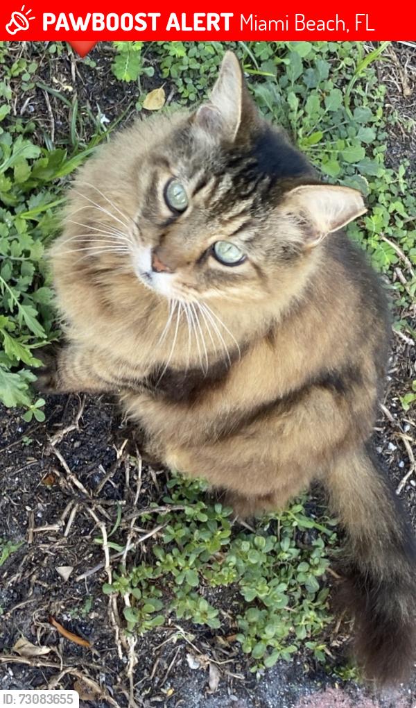 Lost Male Cat last seen Crespi, Miami Beach, FL 33141