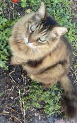 Lost Male Cat last seen Crespi, Miami Beach, FL 33141