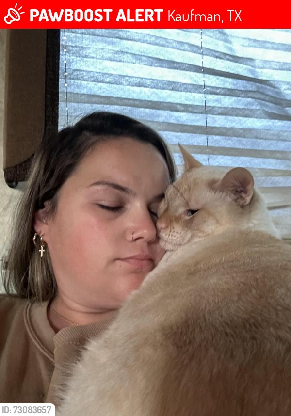 Lost Male Cat last seen county road 155 kaufman Texas, Kaufman, TX 75142