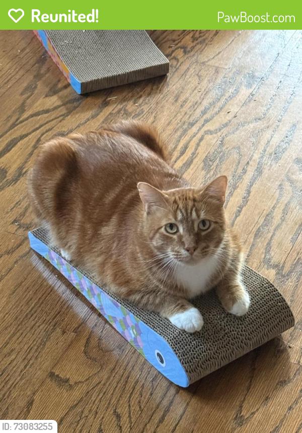 Reunited Male Cat last seen Oak chase drive and space center blvd, Houston, TX 77062