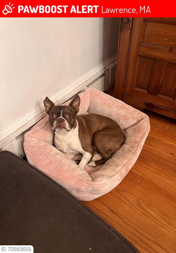 Lost Male Dog last seen Berkeley and east st, close to holy family hosp, Lawrence, MA 01841
