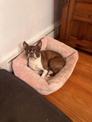 Lost Male Dog last seen Berkeley and east st, close to holy family hosp, Lawrence, MA 01841