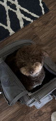 Reunited Male Dog last seen Trapnell and Pearl Dove Plant City, Fl, Plant City, FL 33563