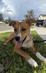 Reunited Male Dog last seen Glissade and Redcliff, New Port Richey, FL 34652