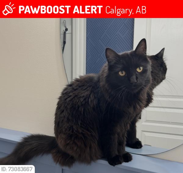 Lost Male Cat last seen Cougar Ridge east of 85th St, Calgary, AB 