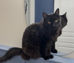 Lost Male Cat last seen Cougar Ridge east of 85th St, Calgary, AB 
