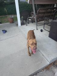 Found/Stray Male Dog last seen Hammer land and Lan Ark, Stockton, CA 95210