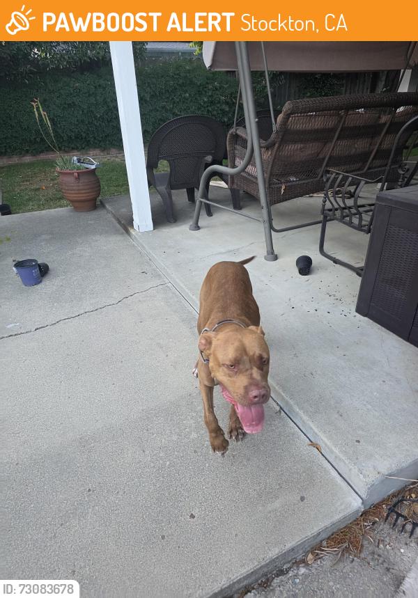 Found/Stray Male Dog last seen Hammer land and Lan Ark, Stockton, CA 95210