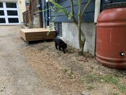 Found/Stray Unknown Cat last seen Nw 95th st and 7th ave nw, Seattle, WA 98117