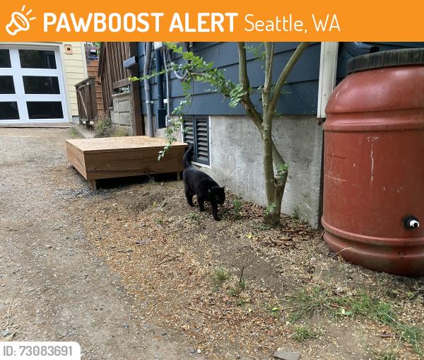 Found/Stray Unknown Cat last seen Nw 95th st and 7th ave nw, Seattle, WA 98117