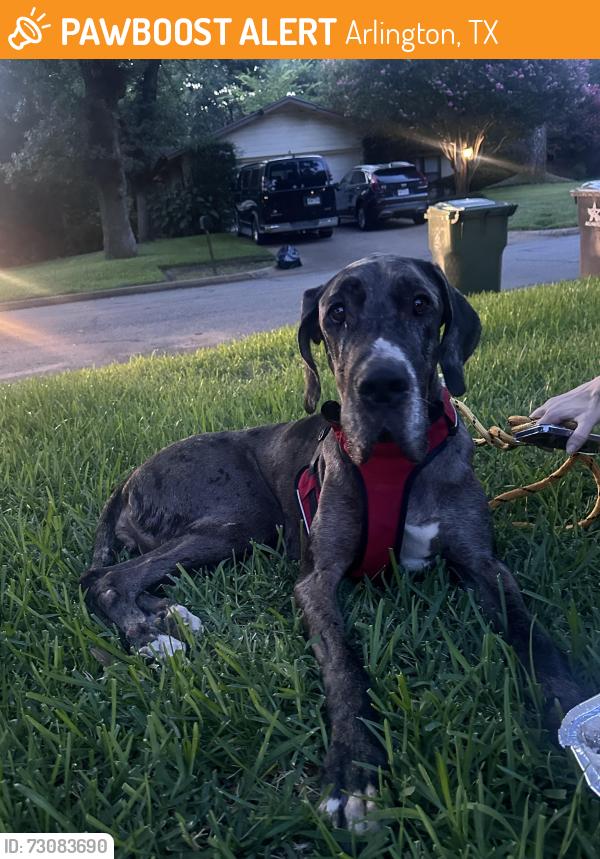 Found/Stray Female Dog last seen Near Jay Jay Cafe on Bowed Rd and Lynnwood, Arlington, TX 76015