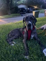 Found/Stray Female Dog last seen Near Jay Jay Cafe on Bowed Rd and Lynnwood, Arlington, TX 76015