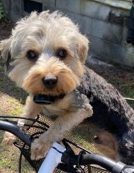 Lost Male Dog last seen Wright way daycare, Eutawville, SC 29048