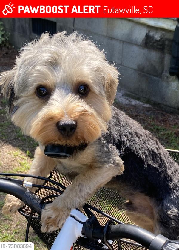 Lost Male Dog last seen Wright way daycare, Eutawville, SC 29048