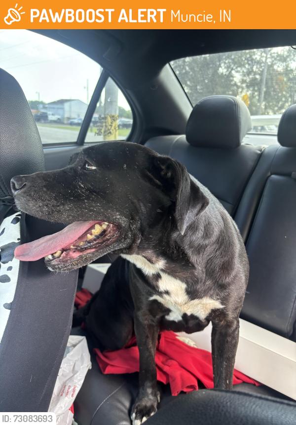 Found/Stray Female Dog last seen Hi-way 3 hardware, Muncie, IN 47303
