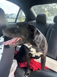 Found/Stray Female Dog last seen Hi-way 3 hardware, Muncie, IN 47303