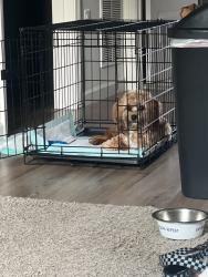 Reunited Male Dog last seen UNITY Park, Greenville, SC 29601