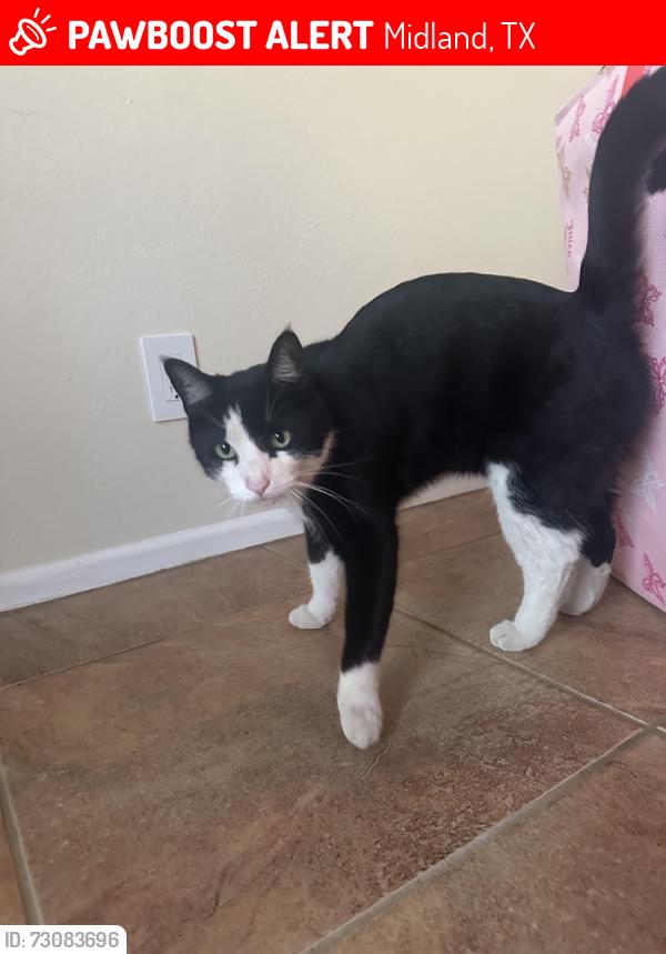 Lost Male Cat last seen Neely, Grafa Park, Midland, TX 79708