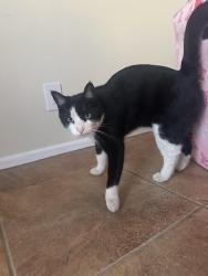 Lost Male Cat last seen Neely, Grafa Park, Midland, TX 79708