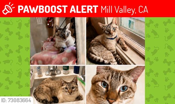 Lost Male Cat last seen Pineridge Apartments (Pine Hill Rd @ Shoreline), Mill Valley, CA 94941