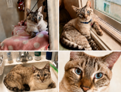 Lost Male Cat last seen Pineridge Apartments (Pine Hill Rd @ Shoreline), Mill Valley, CA 94941