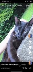 Reunited Unknown Cat last seen Near windsor court new brighton, New Brighton, MN 55112