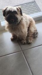 Reunited Male Dog last seen Big Bend Ave and Victoria Park, Orange City, FL 32763