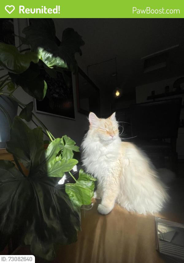 Reunited Male Cat last seen Near Richland Ave, San Francisco, CA 94110