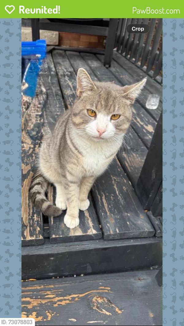 Reunited Female Cat last seen Brick hse, Chicago, IL 60619