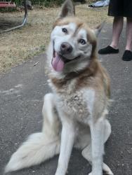 Found/Stray Male Dog last seen Airport Ct., Placerville, CA 95667