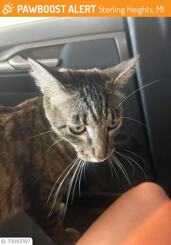 Found/Stray Unknown Cat last seen Sterling Heights, Sterling Heights, MI 48312