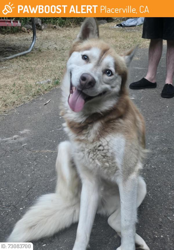 Found/Stray Male Dog last seen Airport Ct., Placerville, CA 95667