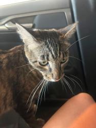 Found/Stray Unknown Cat last seen Sterling Heights, Sterling Heights, MI 48312