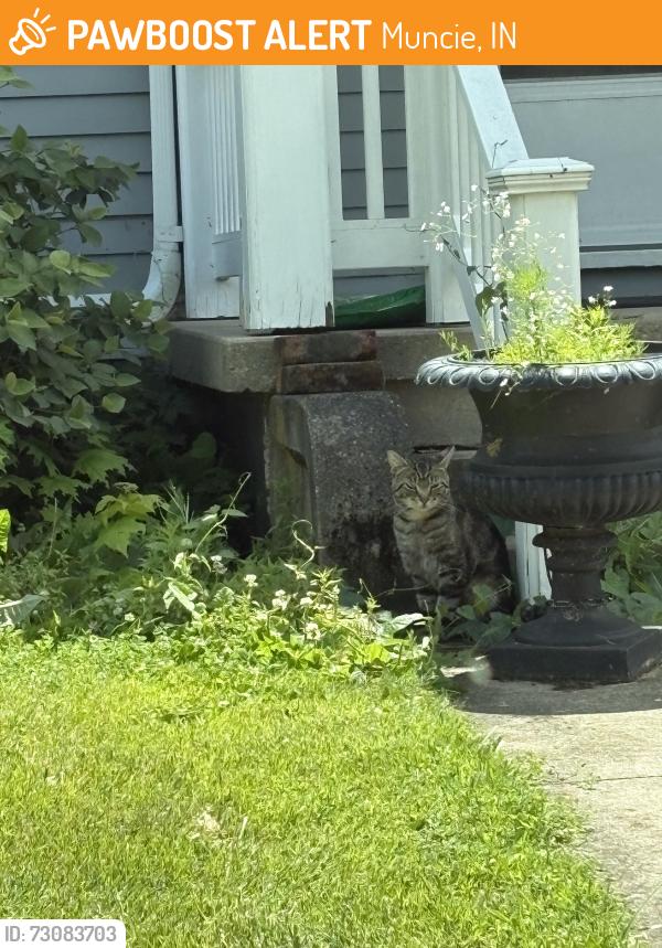 Found/Stray Male Cat last seen Near St. Lawrence Catholic Church, Muncie, IN 47305