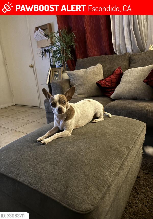 Lost Female Dog last seen Near E 2nd ave apt D , Escondido, CA 92025