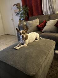 Lost Female Dog last seen Near E 2nd ave apt D , Escondido, CA 92025