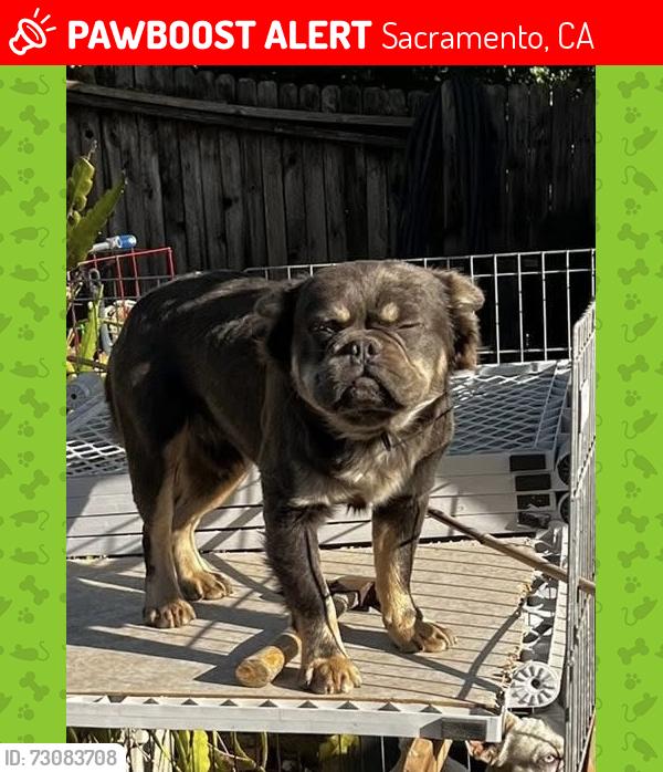 Lost Male Dog last seen Iona Way, Sacramento, CA 95828