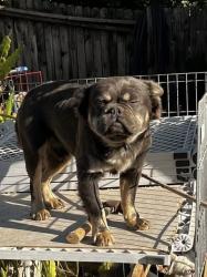 Lost Male Dog last seen Iona Way, Sacramento, CA 95828